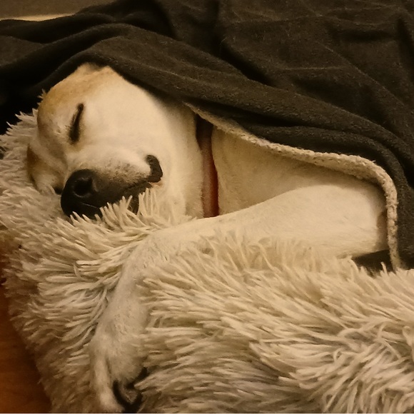 Meet your Posher, Tobi - Picture 14 of 14